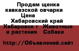 Продам щенка кавказской овчарки   › Цена ­ 6 000 - Хабаровский край, Хабаровск г. Животные и растения » Собаки   